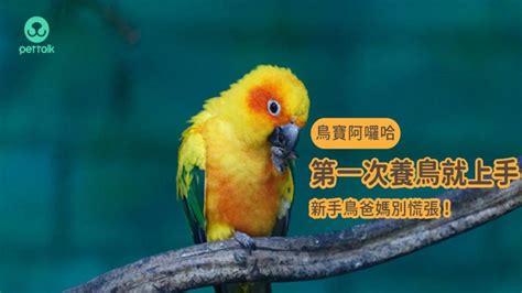 好養的鳥|【鳥寶阿囉哈】第一次養鳥就上手，新手鳥爸媽別慌張！（上）｜ 